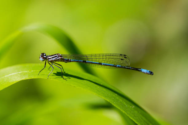 istock portrait azure damselfly (coenagrion puella) on green leaf 1132031994
