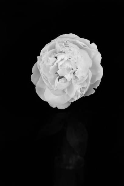 istock Peony pink flower close up 1132033126