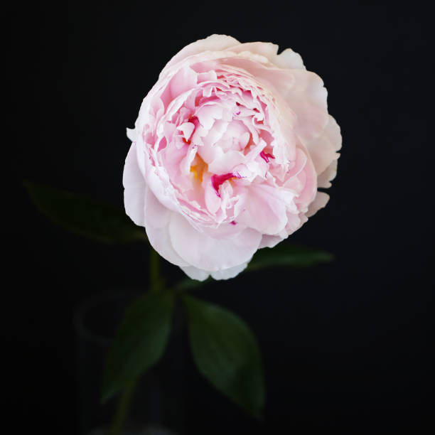 istock Peony pink flower close up 1132033209