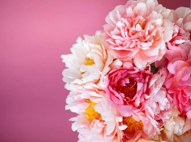 istock Close up of pink peony on pink background 1132033352