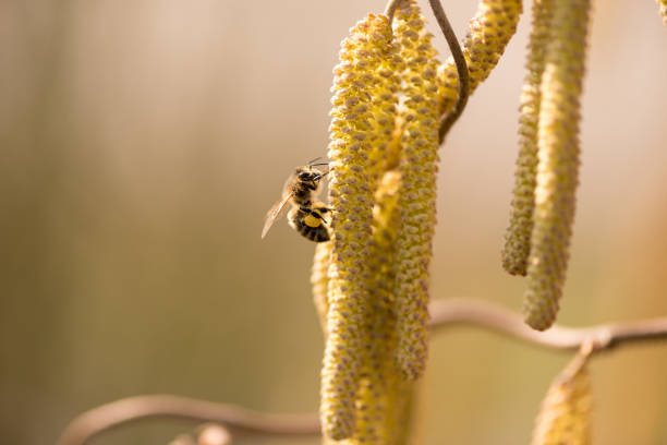 Corylus avellana -  honey bee collecting nectar on a hazelnut shrub in spring Corylus avellana - bee collecting honey on a hazelnut shrub in spring licht stock pictures, royalty-free photos & images