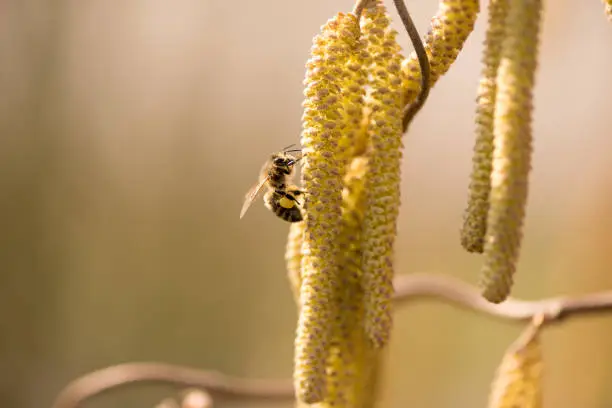 Corylus avellana - bee collecting honey on a hazelnut shrub in spring