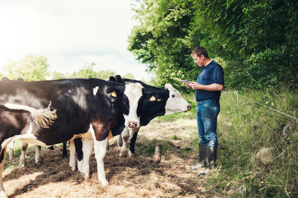 me alegro de que pudieras acompañarme - red meat fotografías e imágenes de stock