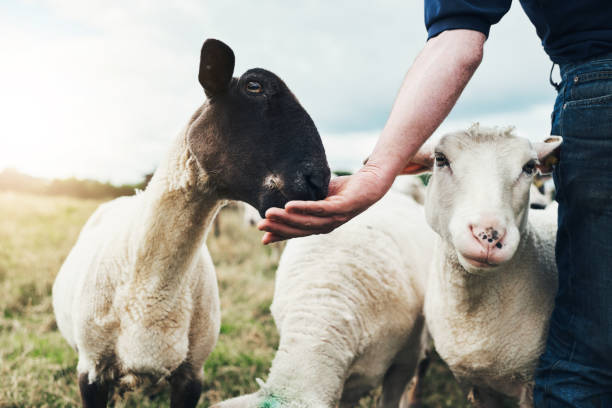 assurez-vous de ne pas manger trop vite - animals feeding photos et images de collection