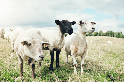 Shot of three sheep standing next to each other while looking into the horizon at something outside on a farm