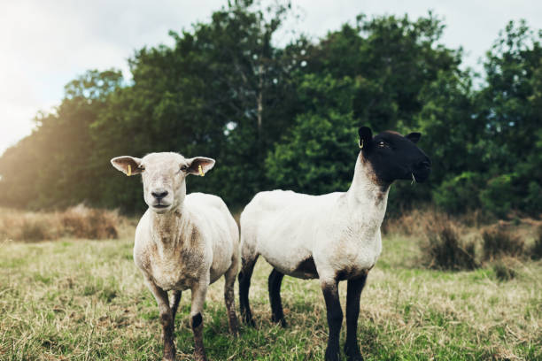 istock Were'e brothers can't you see? 1132035133