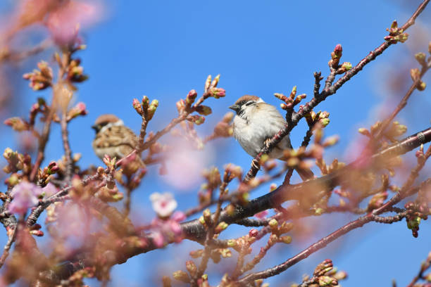 The one that blooms first in cherry blossoms is kawazuzakura