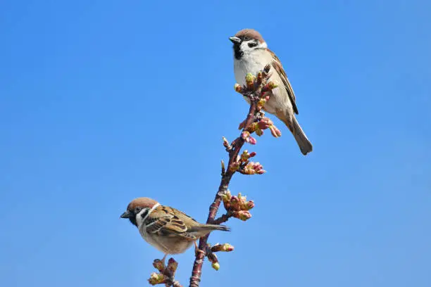 Photo of kawazuzakura and sparrow