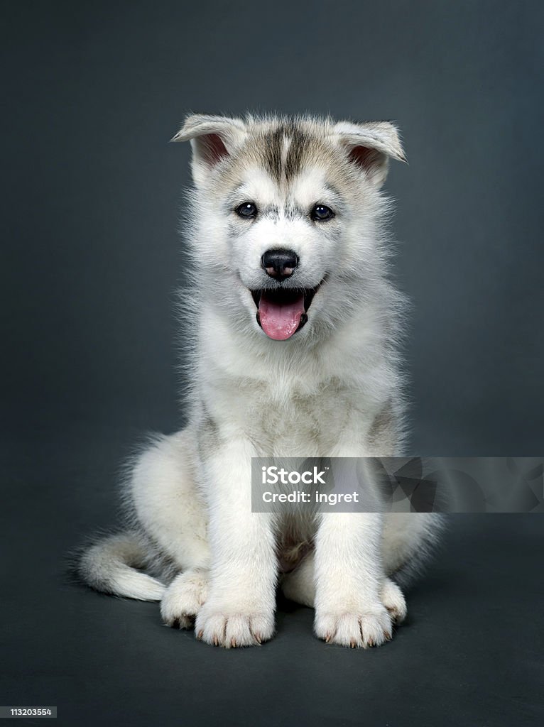 Cachorro de husky siberiano - Foto de stock de Animal libre de derechos