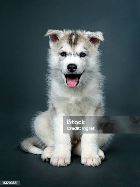 Cachorro De Husky Siberiano Foto de stock y más banco de imágenes de Animal - Animal, Animal joven, Belleza