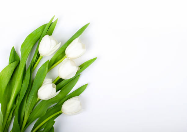 istock Delicate white tulips on white background. Isolated. Postcard 1132035668
