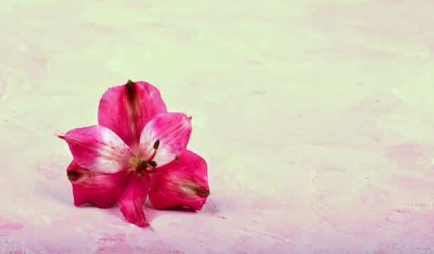 istock pink flower on a delicate background. Congratulatory picture. 1132035684