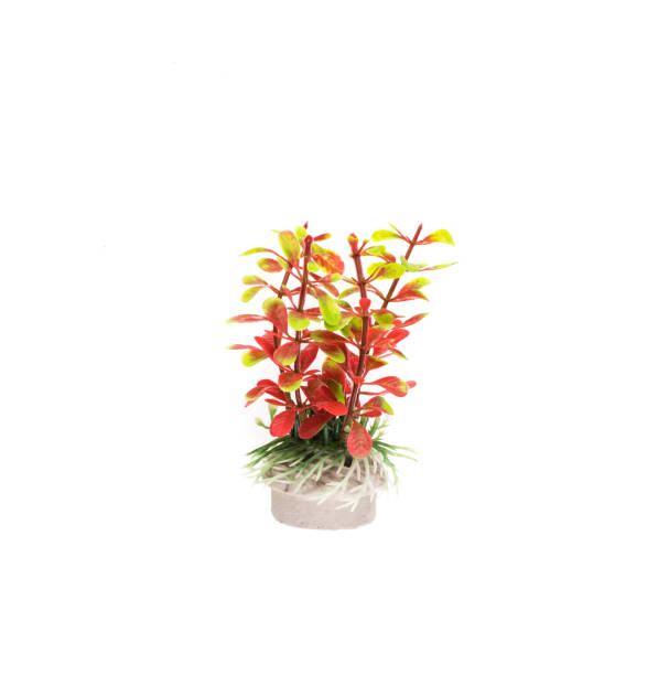 artificial plants for aquarium artificial plants for aquarium красота stock pictures, royalty-free photos & images