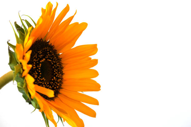 Beautiful sunflower close up macro photo on colored background