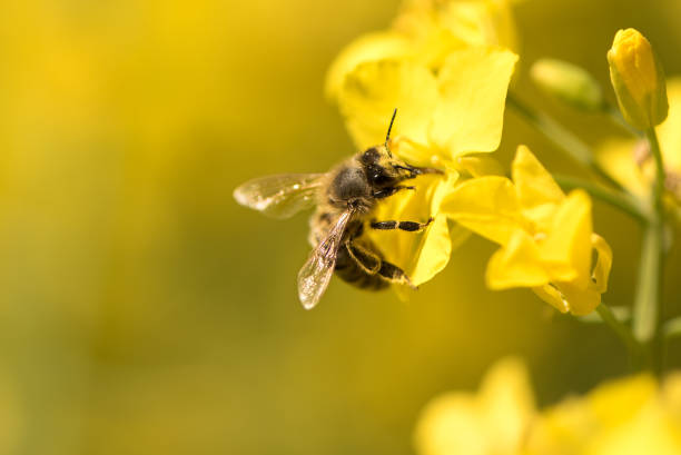 honneybee sammelt nektar auf einer rapsblume - corn tassel stock-fotos und bilder