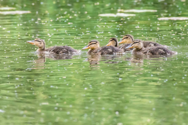 istock Five cute ducklings swimming in lake. 1132038748