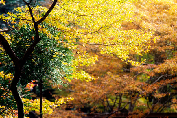 istock Red maple leaves border at autumn forest with blurred background 1132038934