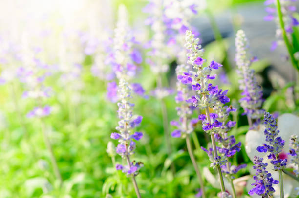 istock lavender flower in garden, 1132038971