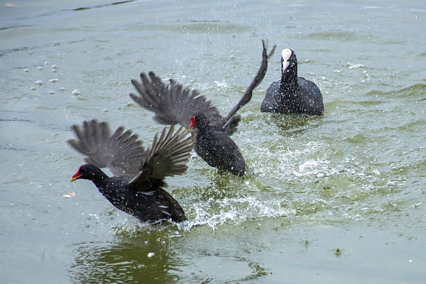 Moorhens territorial fight. Wildlife action.Two moorhens chasing each other in water.Coot in background.Birds fighting for territory. moorhen bird water bird black stock pictures, royalty-free photos & images