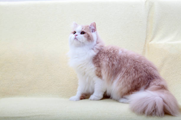 istock cat lying on house with nice background color 1132039137