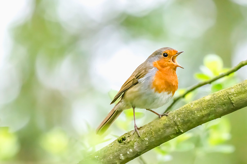 European robin perching on tree branch and singing.Small, cute and colourful bird in british woodland.Bright and vibrant wildlife image with copy space.