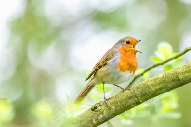 European robin singing on tree branch. European robin perching on tree branch and singing.Small, cute and colourful bird in british woodland.Bright and vibrant wildlife image with copy space. songbird photos stock pictures, royalty-free photos & images