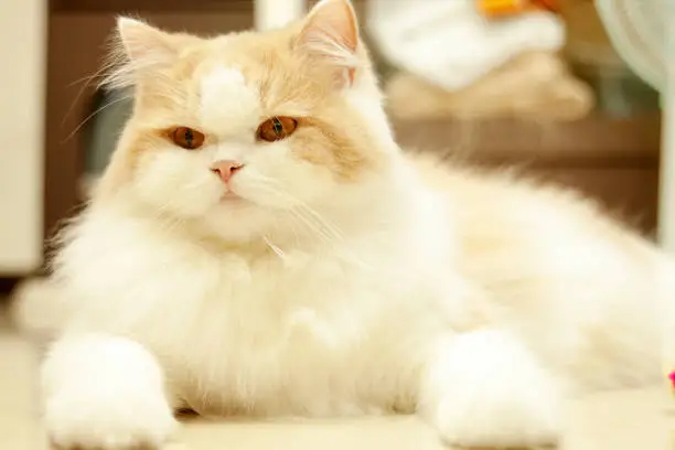 The cat lying on house with nice background color