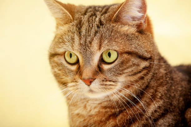 istock cat lying on house with nice background color 1132039457