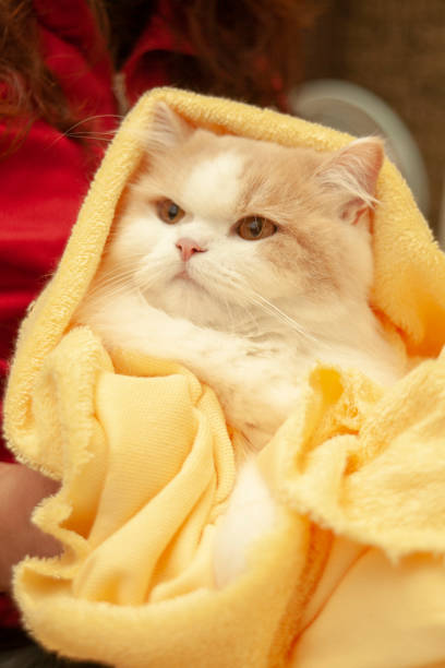istock cat lying on house with nice background color 1132039995