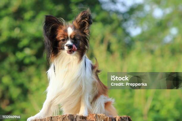 A Small Furry Dog Sits On A Tree Stump And Look Straight And Licks By A  Tongue Stock Photo - Download Image Now - iStock
