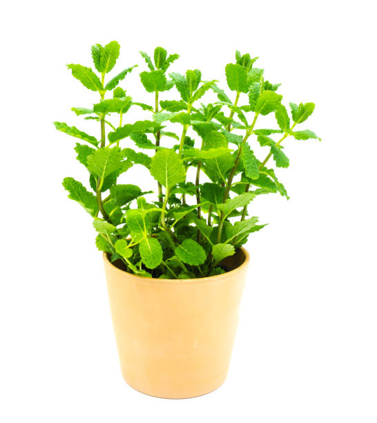 istock Peppermint Plant in Clay Pot isolated 1132041121
