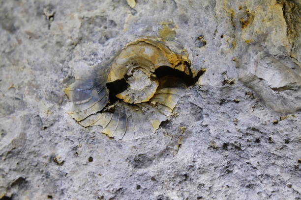 istock Ancient limestone with petrified round shell in the cave 1132041943