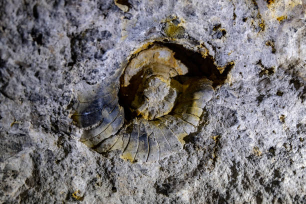 istock Ancient limestone with petrified round shell in the cave 1132042063
