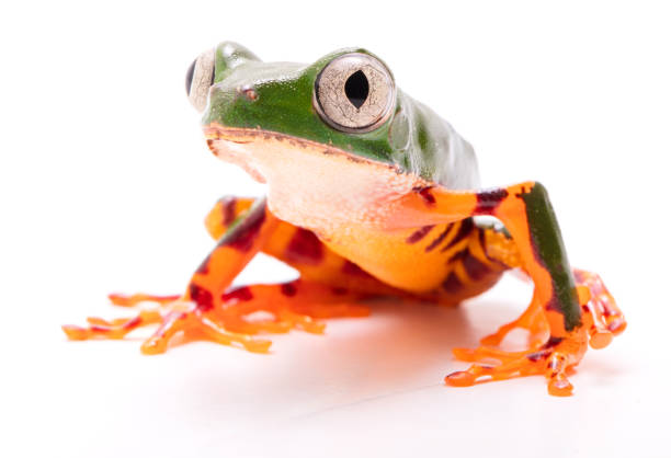 istock Tiger leg monkey tree frog, Phyllomadusa tomopterna 1132042177
