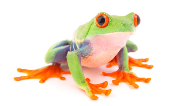 istock Red eyed tree frog, Agalychnis callydrias 1132042209