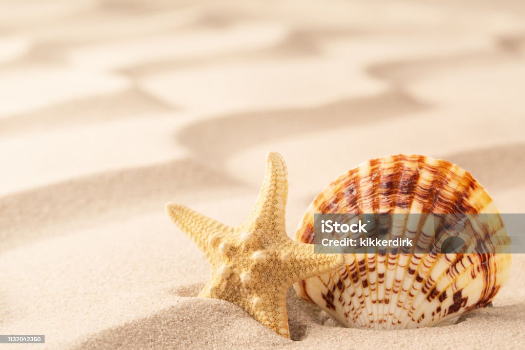 sea shell and starfish on rippled sand of tropical beach sea shell and starfish on rippled sand of tropical beach. Concept for freedom and summer  vacation Animal Markings Stock Photo
