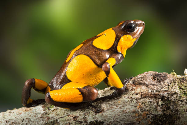 dartfrog o arlecchino velenoso dardo rana, oophaga histrionica - rana freccia foto e immagini stock