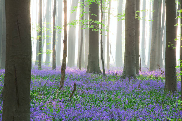 istock enchanted pristine spring beech forest with a wild flower carpet of bluebells 1132042503