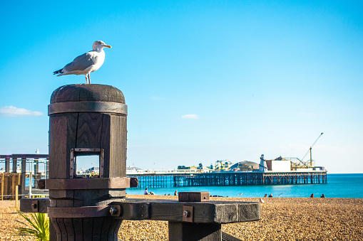 One beautiful seagull standing on the seat with local people and visitor sunbathing on the beach at Brighton Pier, UK the famous place for people.