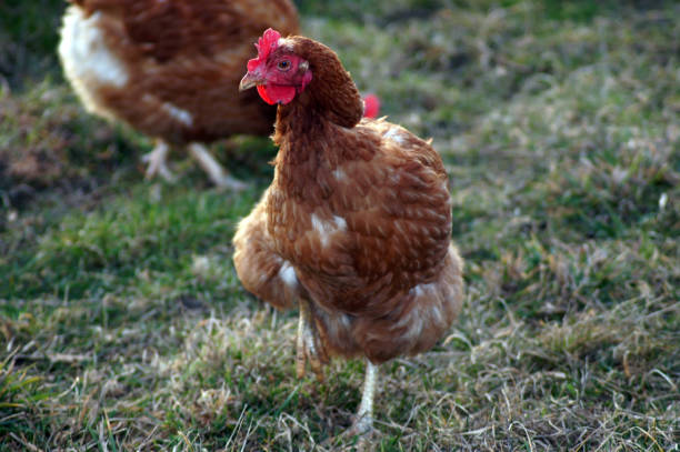 istock Farm Happy Chickens in the Willow 1132044183