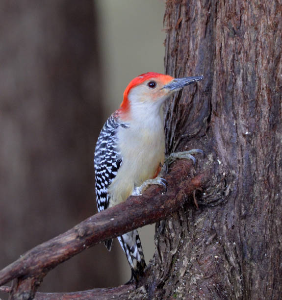 istock Red Bellied Woodpecker 1132046333