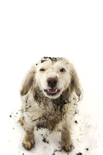 istock FUNNY DIRTY DOG AFTER PLAY IN A MUD PUDDLE. ISOLATED STUDIO SHOT ON WHITE BACKGROUND. 1132046497