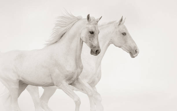 istock Two purebred stallions running gallop 1132048158