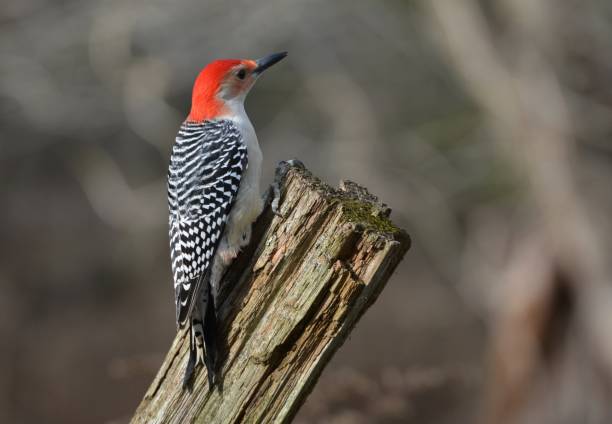 istock Red Bellied Woodpecker 1132048286