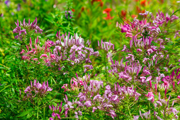 istock Spider Flower, purple, blooming, colorful 1132049312