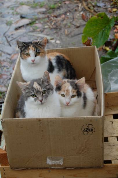 istock Three cats are sitting in a box looking at the camera. 1132049364