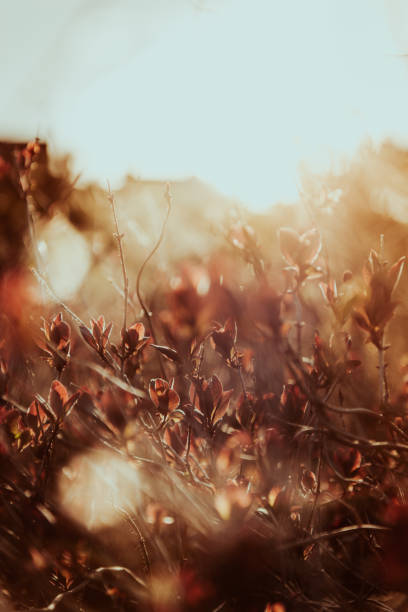 wildflowers in meadow during sunrise