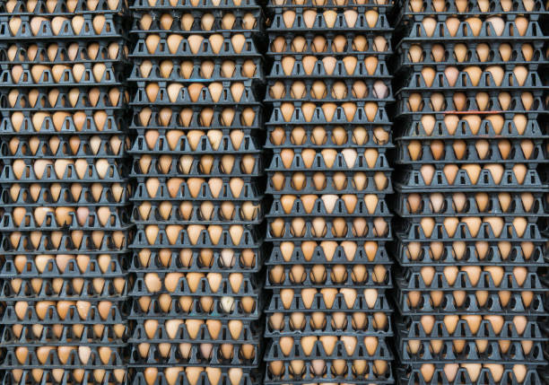 istock Eggs in cardboard boxes stacked in rows in market. Egg raw background. 1132050733