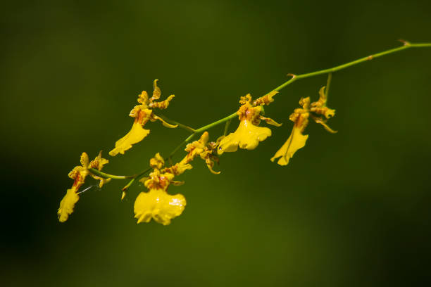 Oncidium orchids have small flowers and stems. Oncidium orchids have flowers and stems, small, bright yellow, both short and long. Big and small petals oncidium orchids stock pictures, royalty-free photos & images