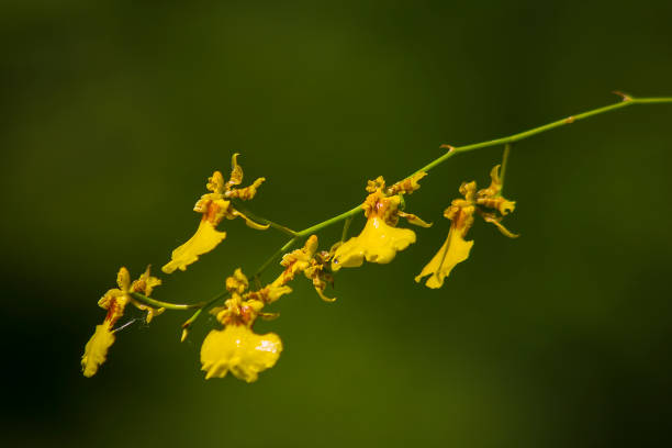 Oncidium orchids have small flowers and stems. Oncidium orchids have flowers and stems, small, bright yellow, both short and long. Big and small petals oncidium orchids stock pictures, royalty-free photos & images